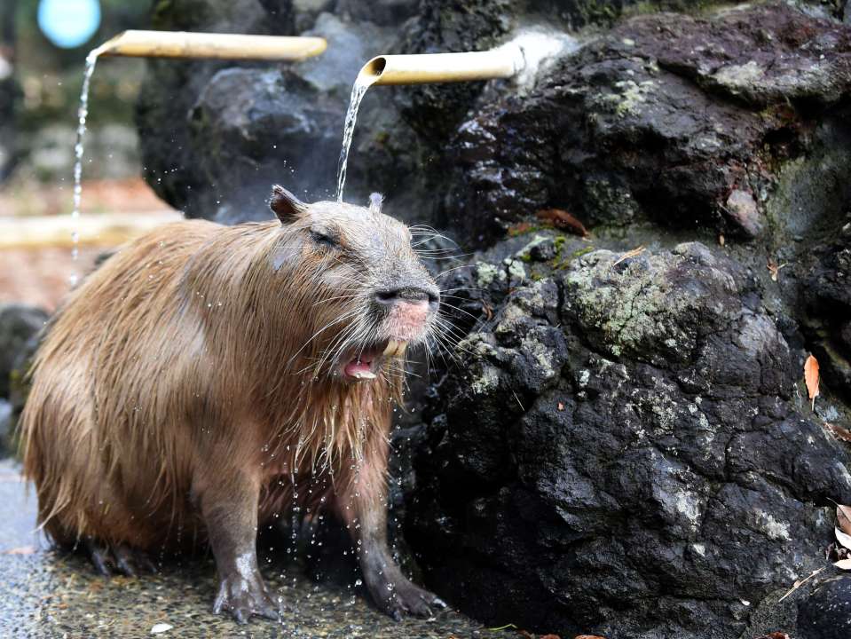 A Capybara bathes in the hot spring wate