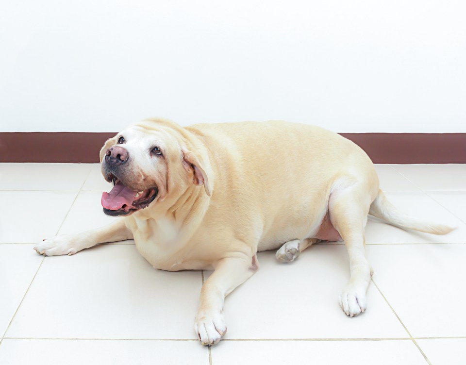 A balanced diet could extend a dog's life by two years 