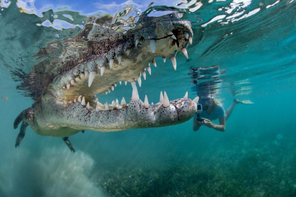 Crocodile 
