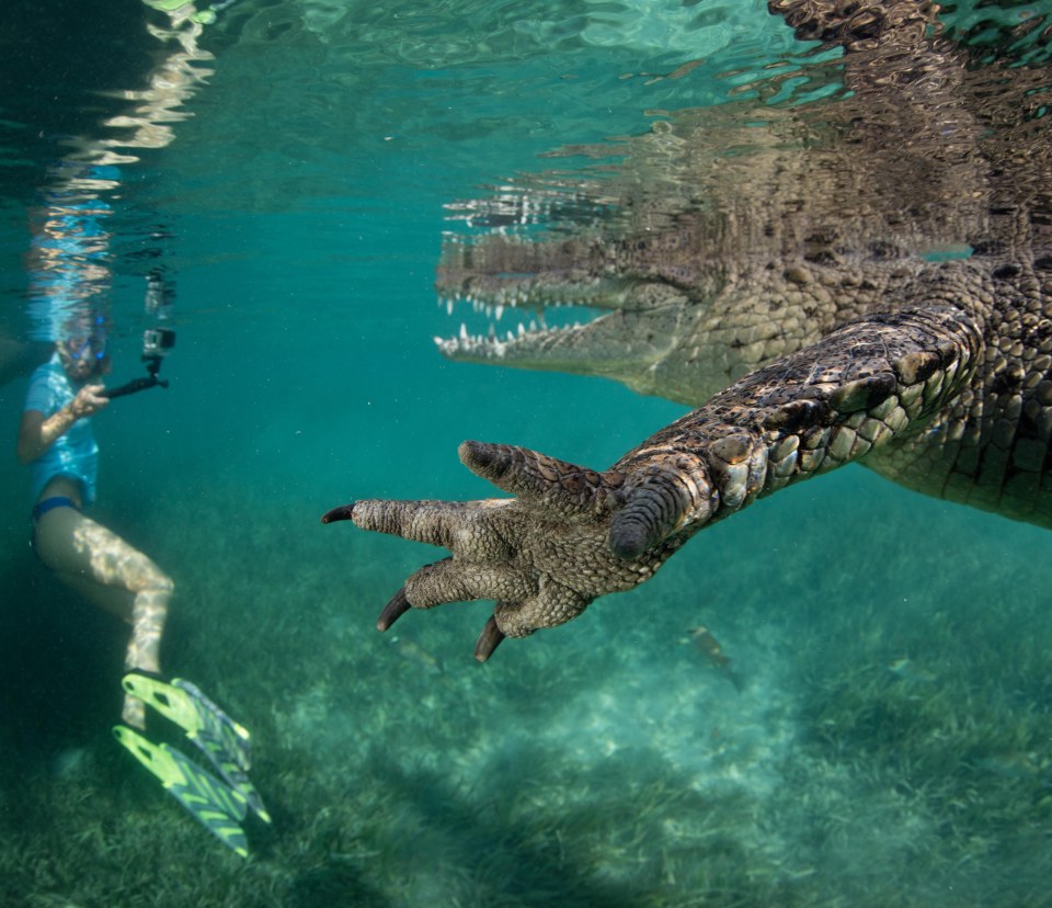 Crocodile Cuba