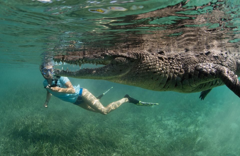 Crocodile Cuba