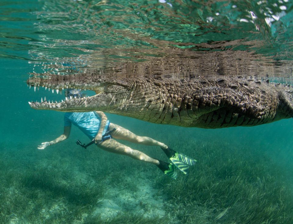 Crocodile Cuba