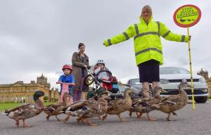 Countryfile hires 'duck director' to keep webbed friends safe during live shows