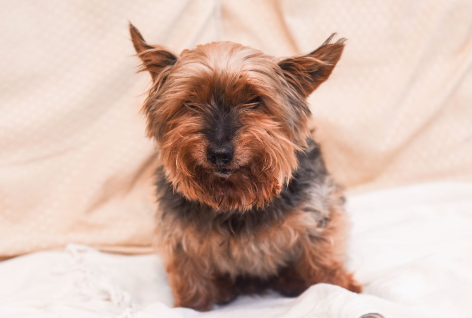 Pictured last year when he was 23-years-old is Yorkshire Terrier Jack who was tragically killed by another dog whilst taking his daily walk