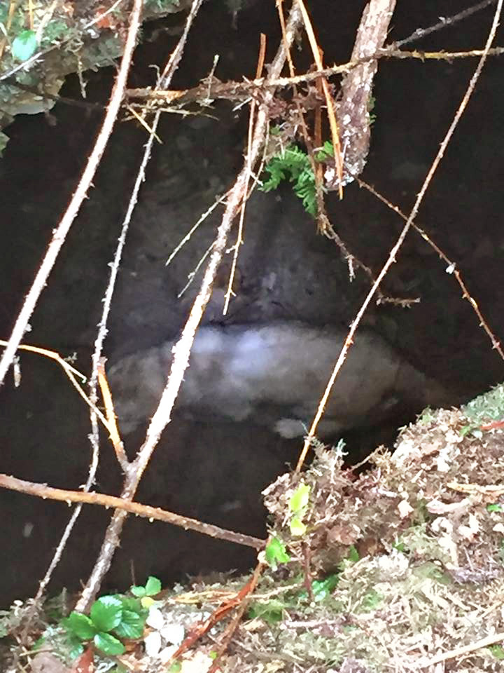Poor pooch Indie was trapped down a disused mine shaft for two days 