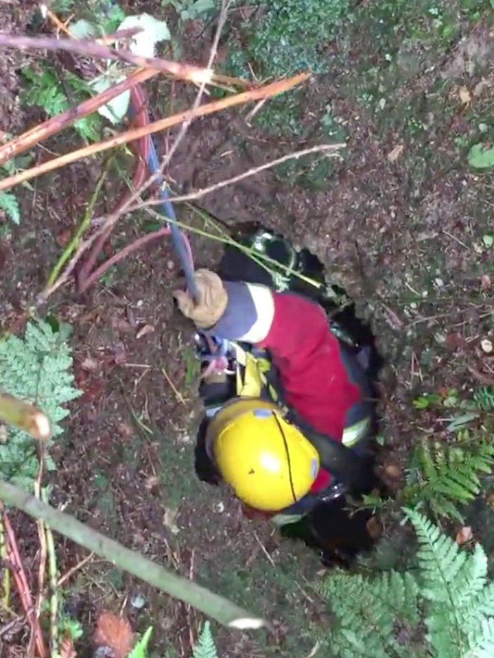 The golden retriever had got stuck down there after going missing while on a walk in Truro, Cornwall