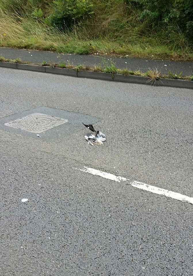 Devon and Cornwall Police have been left in a flap as to who the culprit could be