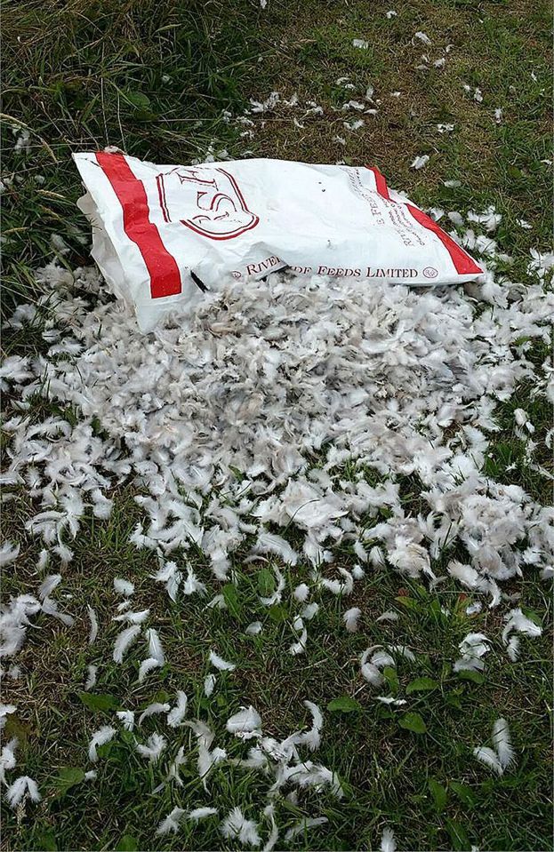 A bag of animal feed and a multitude of feathers were also found at the strange scene