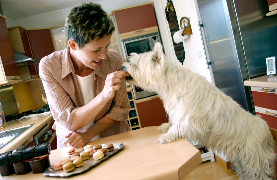71 per cent of owners have admitted to feeding their pets unhealthy snacks