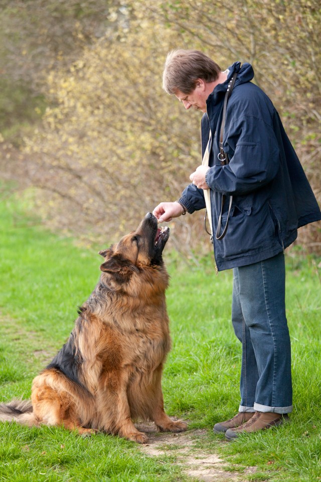 Cases of diabetes in dogs has increased by 850 per cent in the last five years 