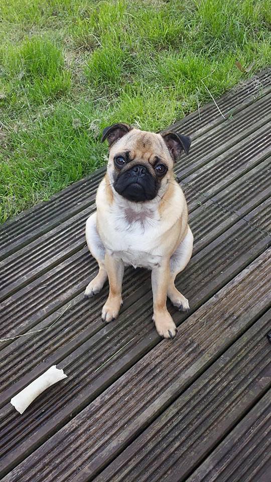 She had to be rescued by owner David Williamson after she realised she couldn't get down