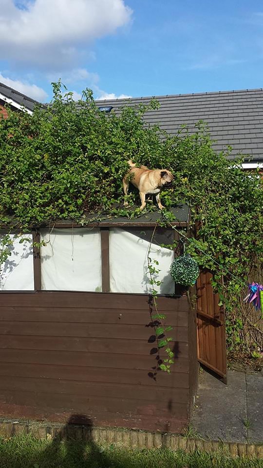 The eight-month-old pug can't normally jump over a 2ft high gate inside the house