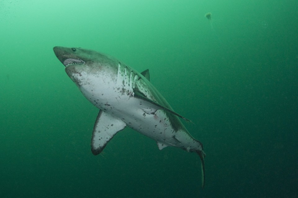 Sharks are being tempted closer to the UK coastline due to the warm summer weather 