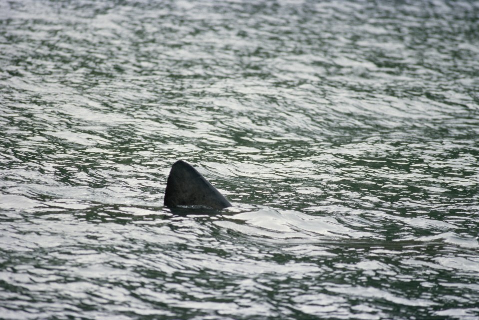 Beach- goers may have to keep their eyes out for dorsal fins off Dorset if the sharks creep closer to land