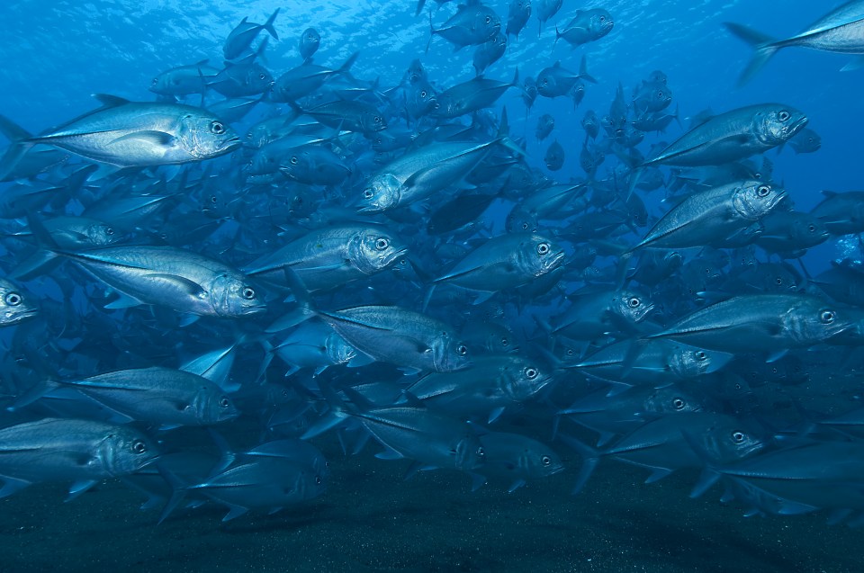 The biggest haul of Mackerel in 30 years is drawing in the Sharks from deeper waters 
