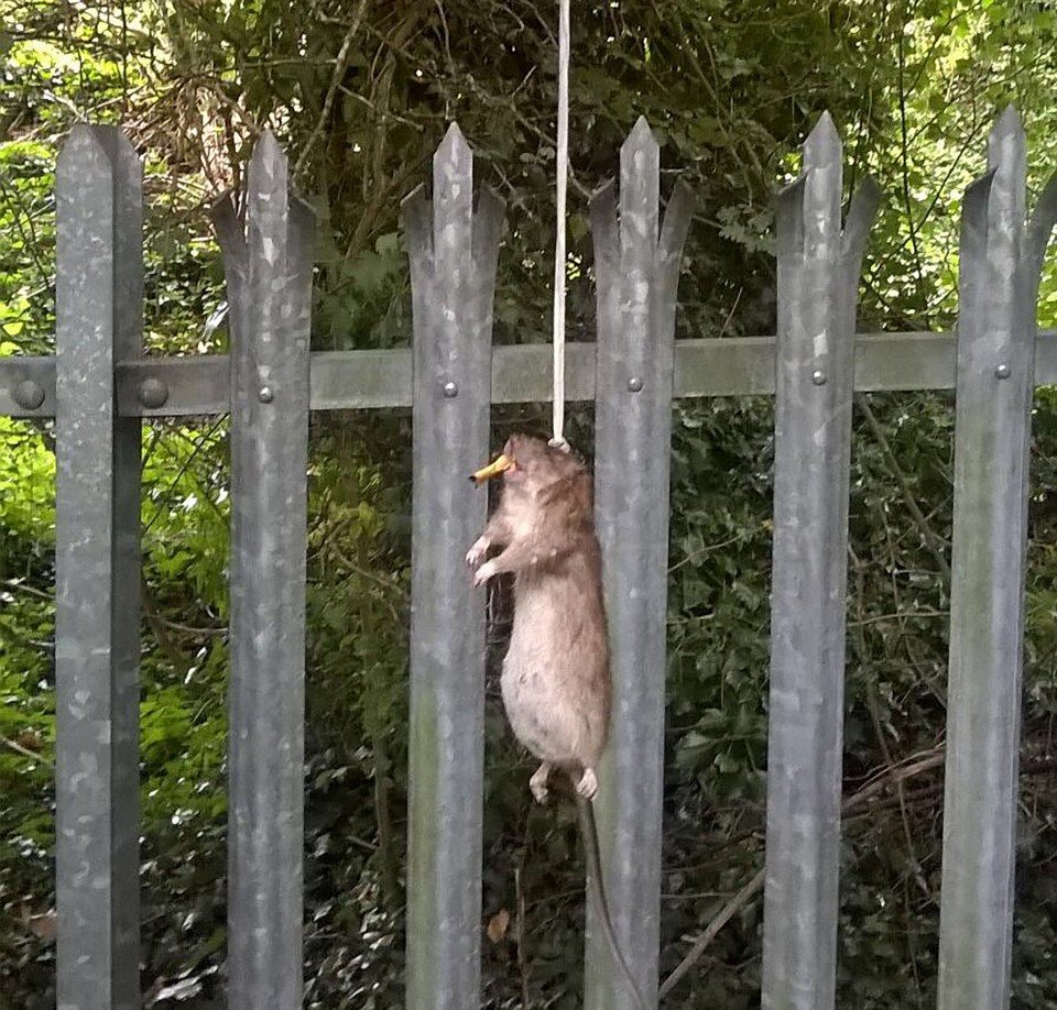 Horrified cops stumbled across a rat strung up by its neck with a half smoked cigarette in its mouth