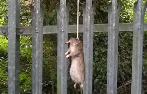 Cops' shock at finding foot long RAT strung up by noose with a rolled-up cigarette in its mouth