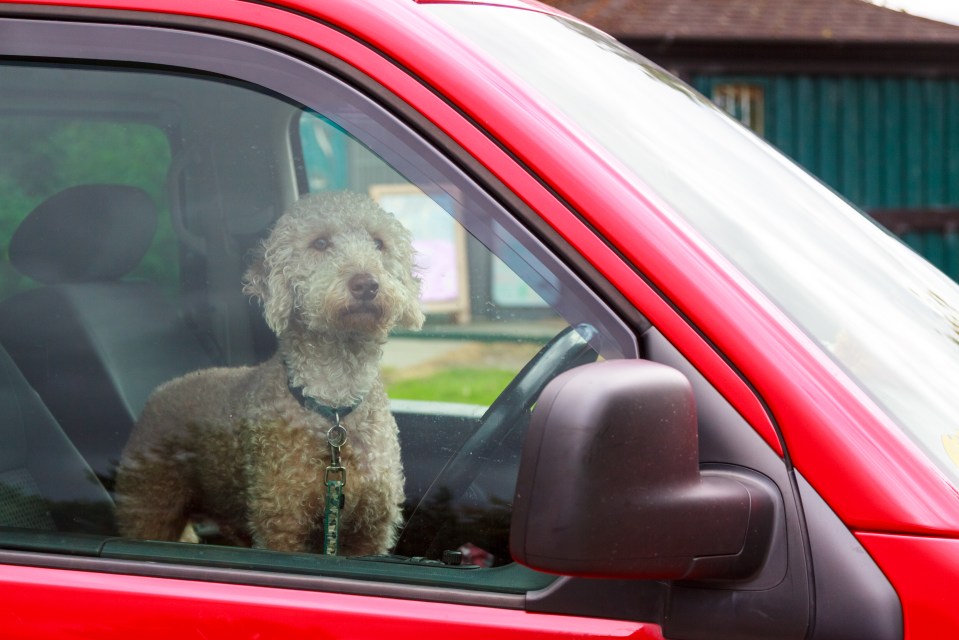 Trapped ... Temperatures inside a car can quickly reach deadly levels in minutes during warm weather