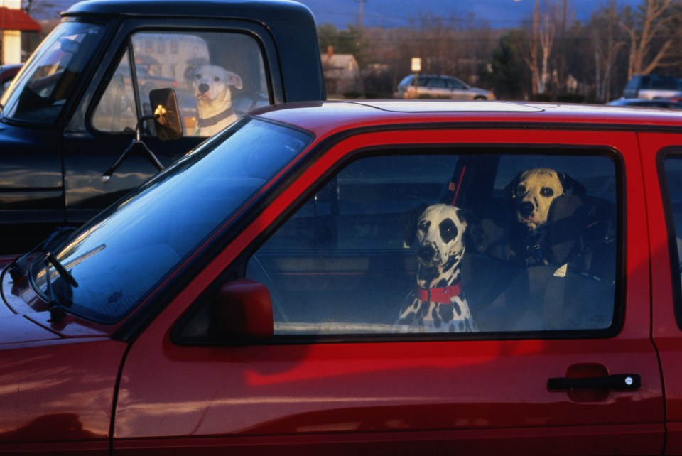 Dogs waiting in cars, looking through windows