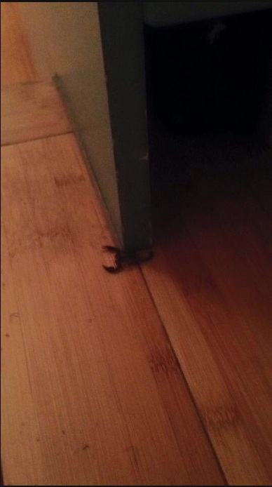 The Emperor scorpion is on the loose in a block of flats - sparking fear in the building