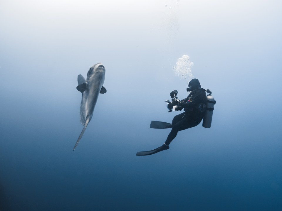 The photographer appears to be tiny compared to the fish