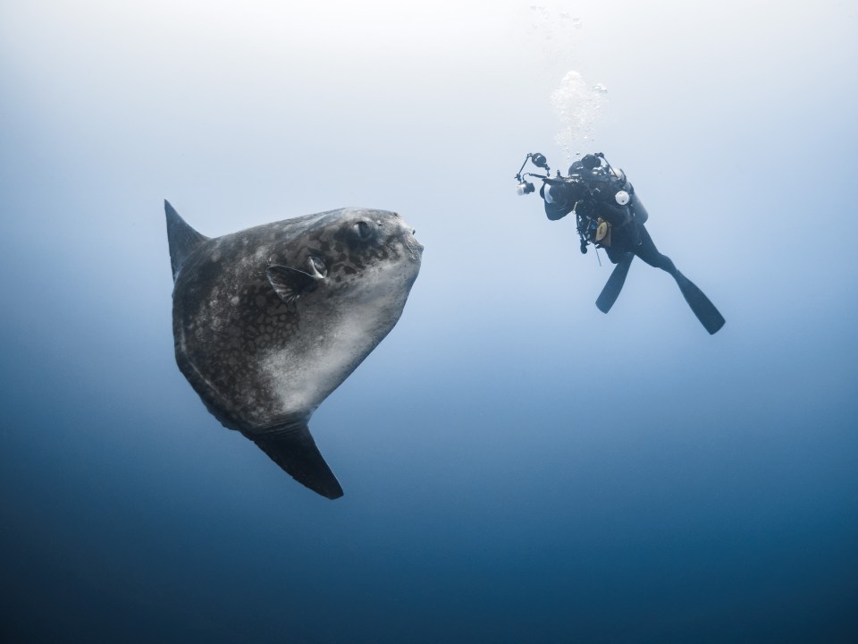 The fish does not usually venture into shallow waters, making the photos that much more incredible 