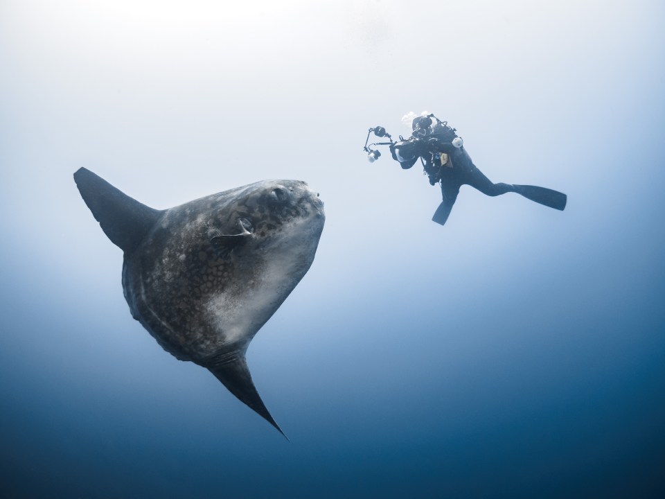 The ten-foot long ocean sun fish has been captured in a series of stunning photographs