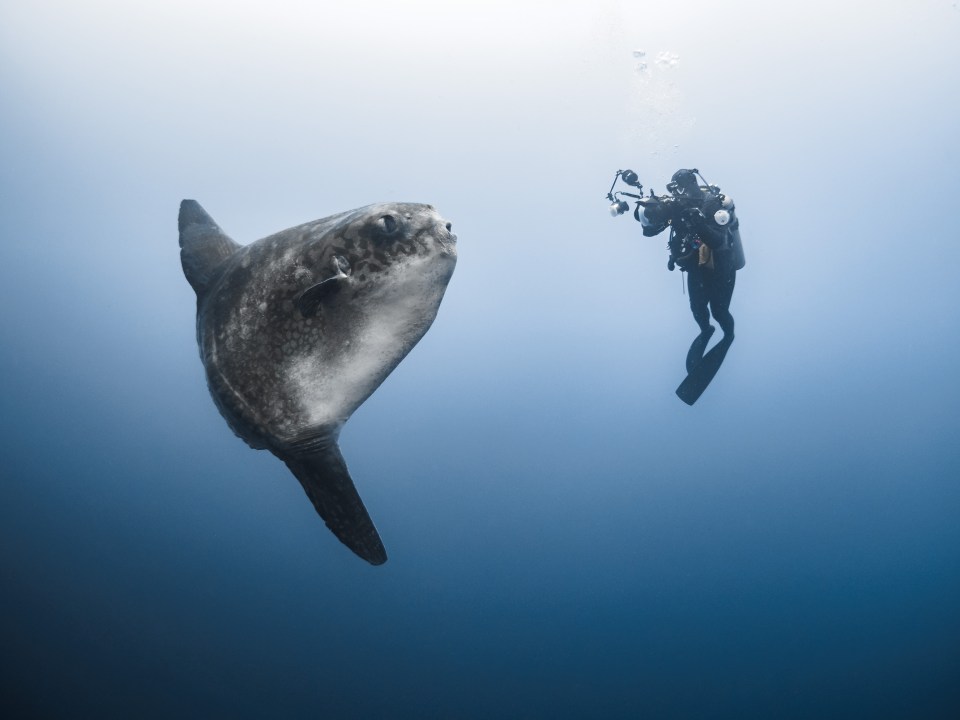 The images were captured by Stefan Follows who has earned a dozen awards for his underwater photography