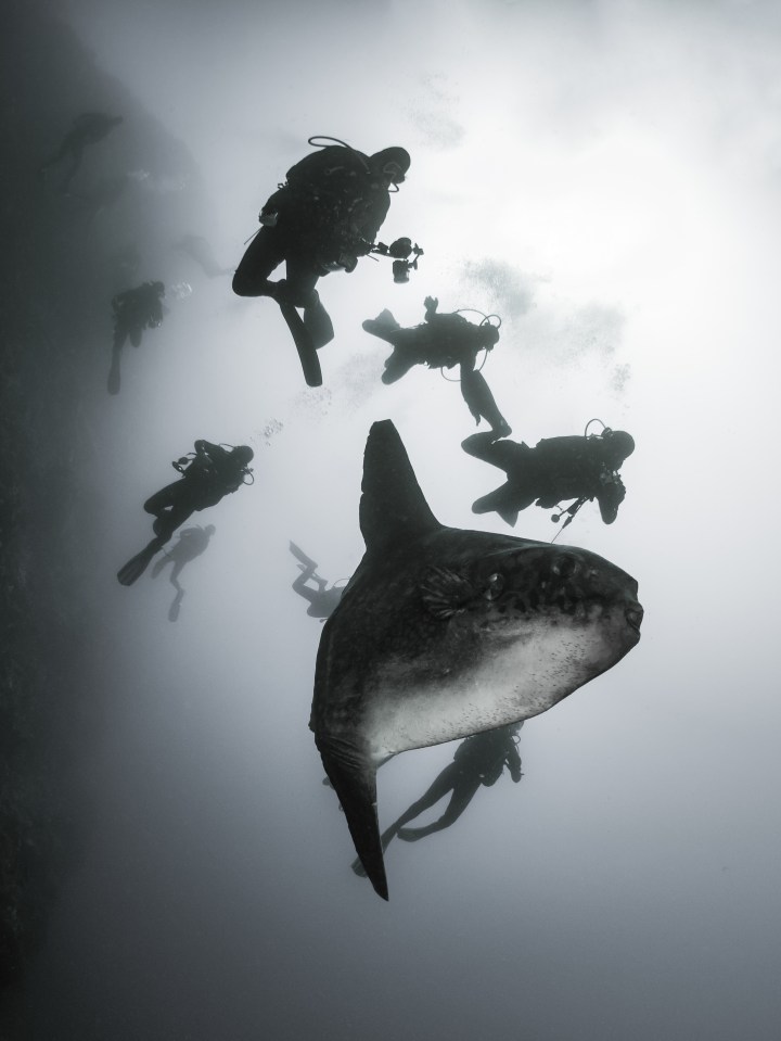 Divers were impressed at the creature's size as it swam calmly near them