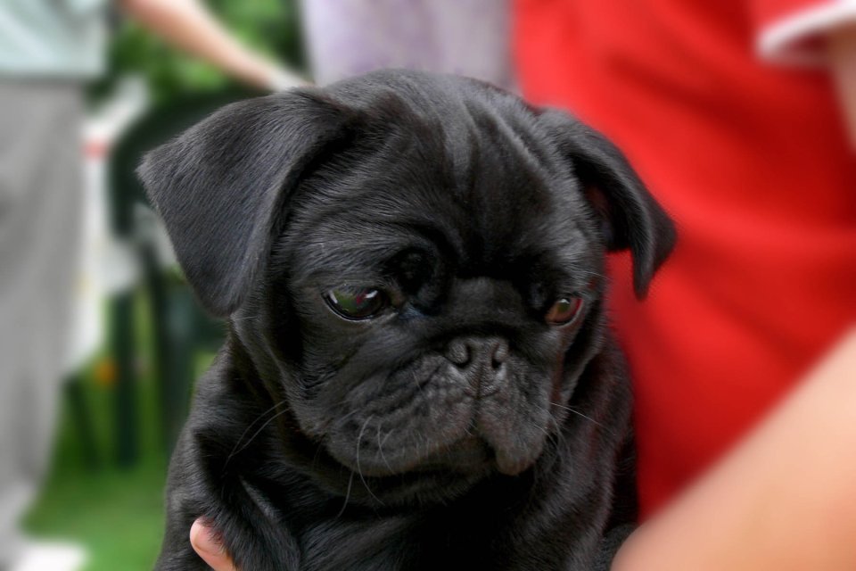 Incredibly the cut was caused by his son's tiny pug puppy