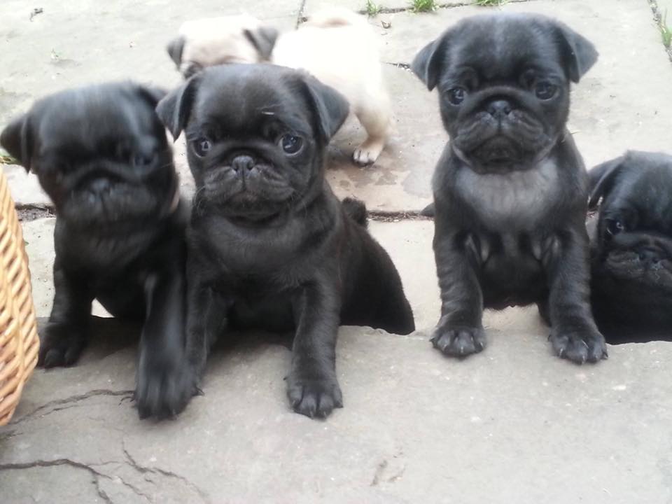 Liz Swain pugs