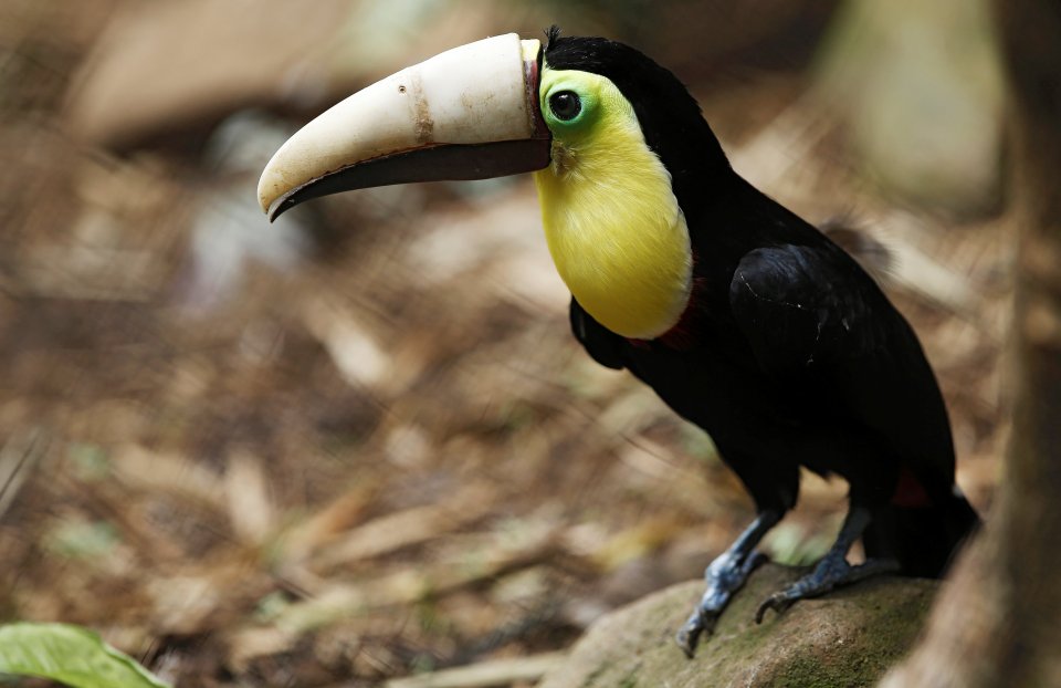 Now he sports a brand new beak and can feed himself again 