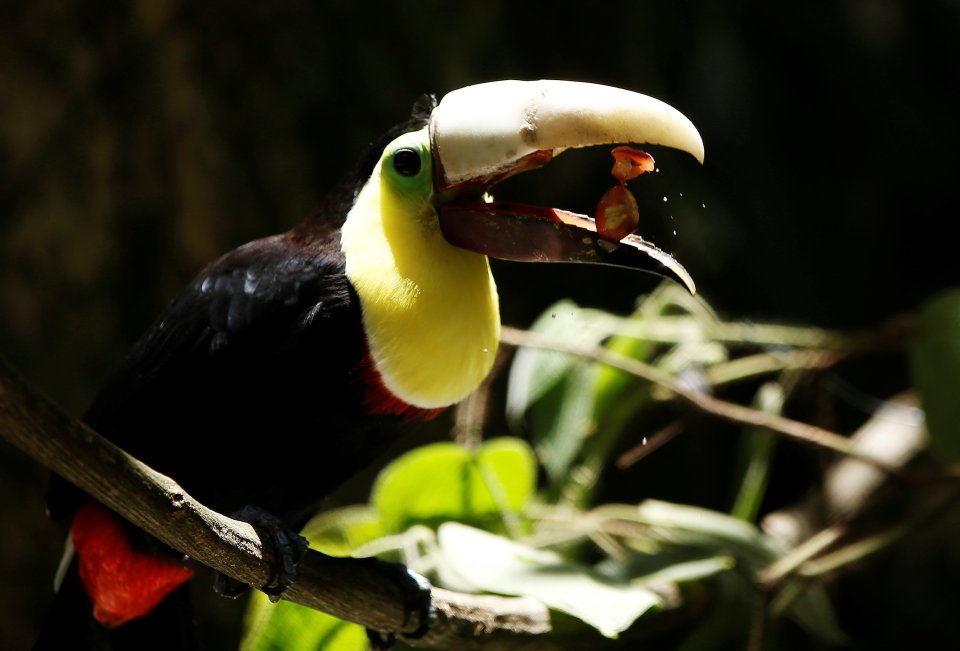 The magnificent bird can now feed himself with his new prosthetic beak