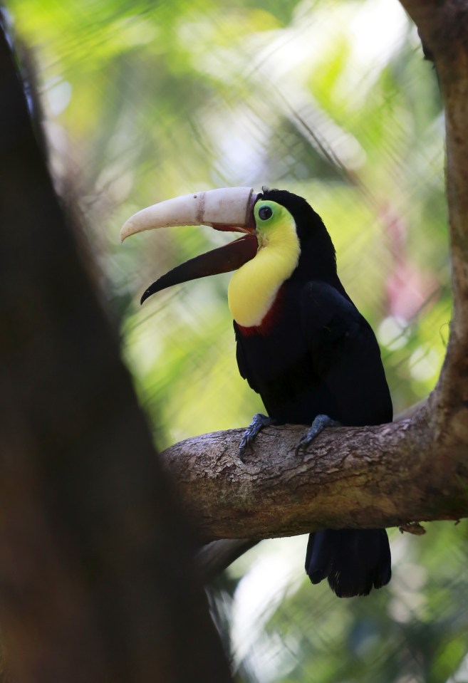 Here's Tou you ... Grecia looks very proud of his new 3D beak