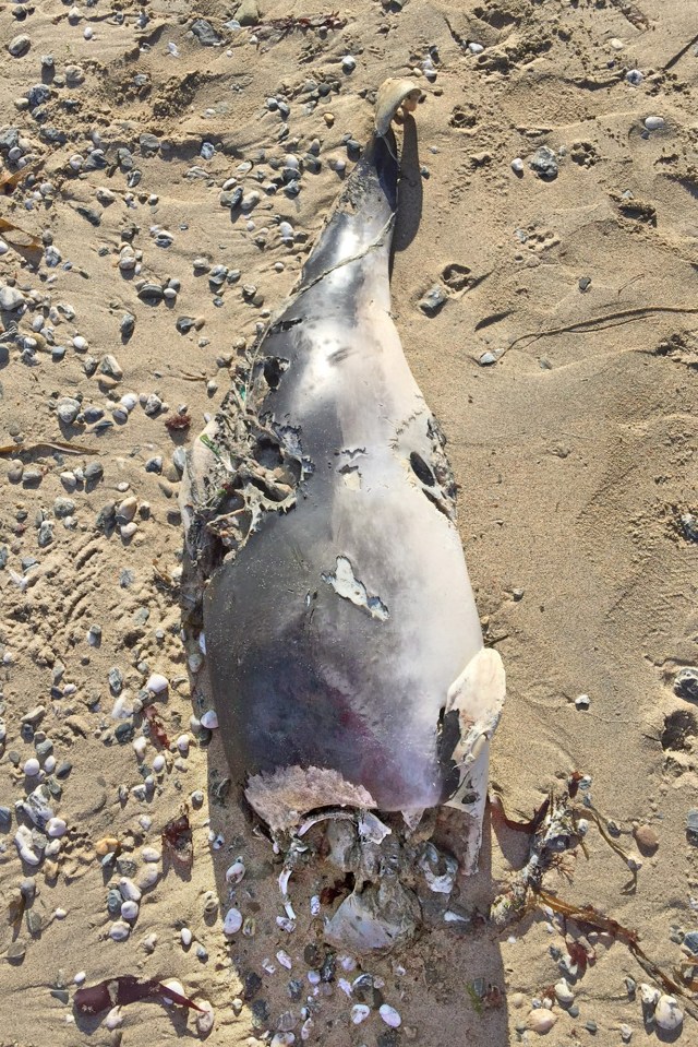 The shredded body of a dolphin was found on Portreath beach, in Cornwall