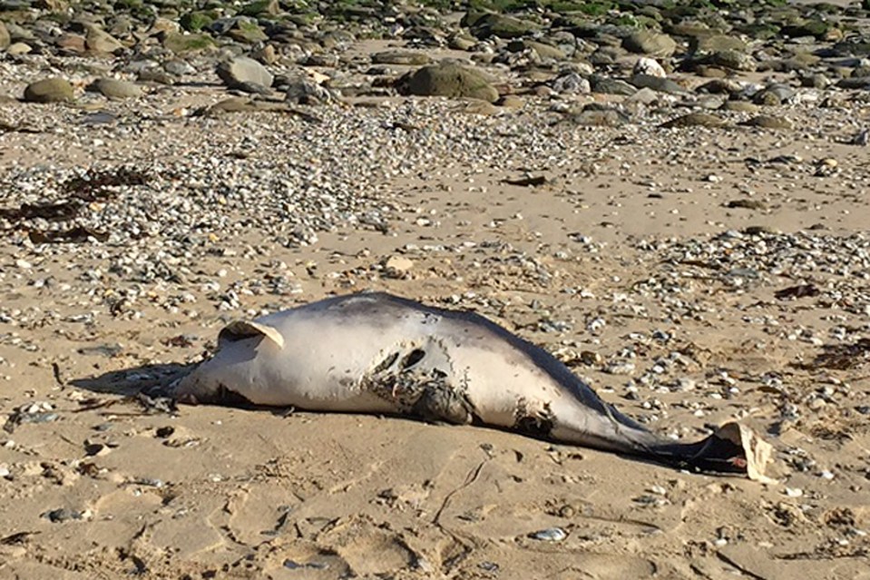 The dolphin's head and dorsal fin had been ripped off by its attacker