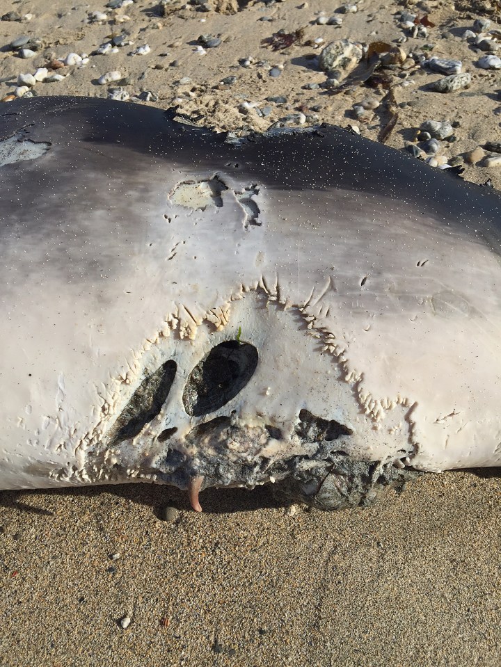 Witnesses said the dolphin looked like it had been attacked by something huge