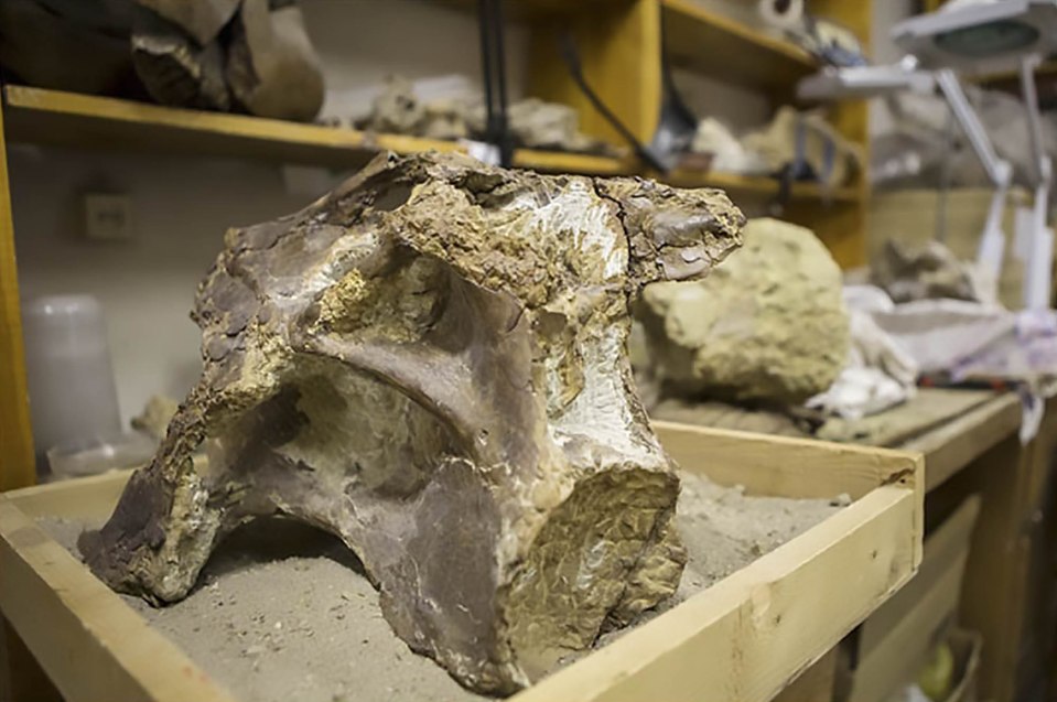 These fossilised remains give tantalising clues about the extinct giant 