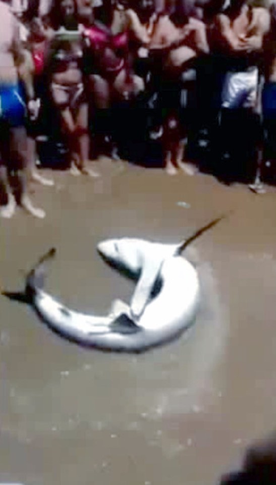 baby shark