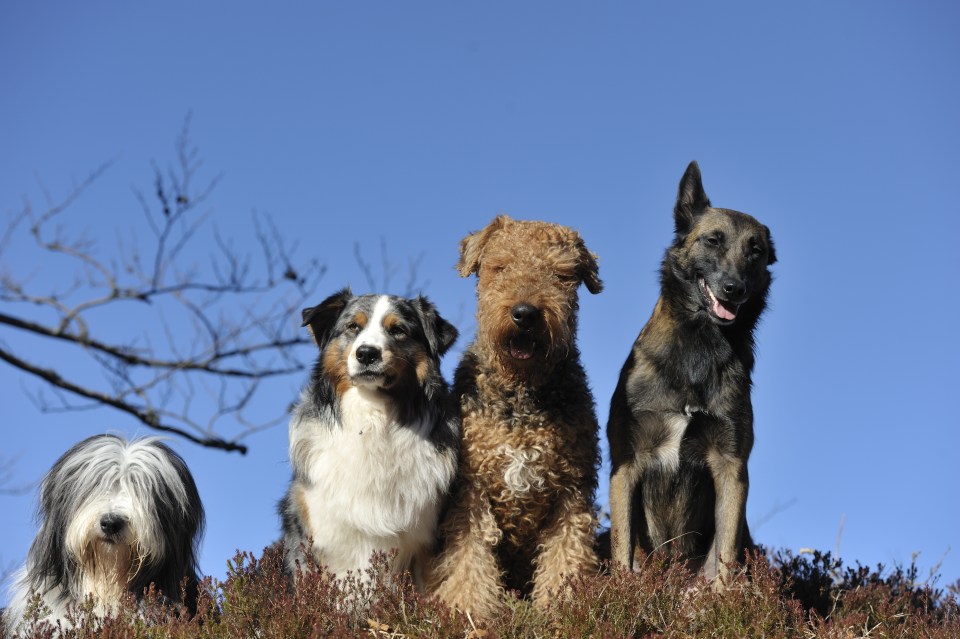 dogs