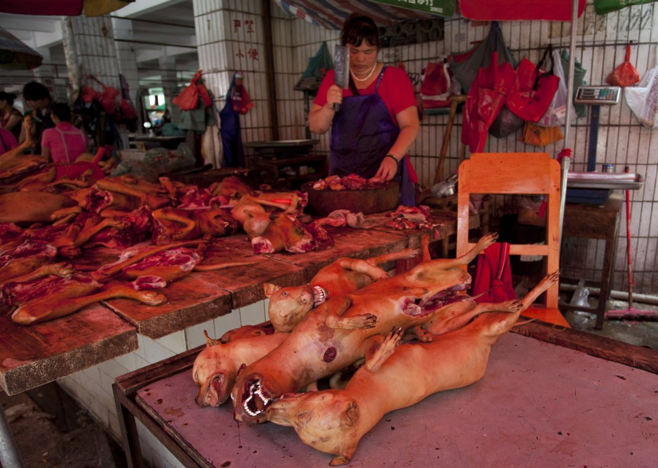 dog meat