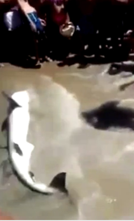 baby shark beached