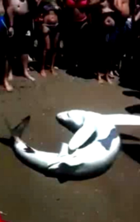baby shark beached