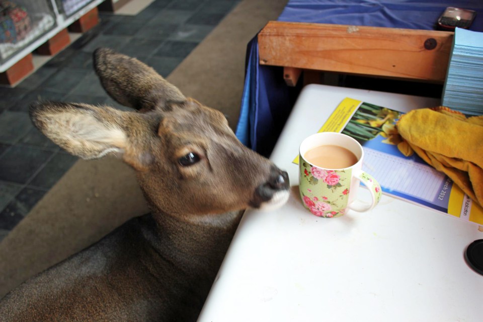 PET DEER