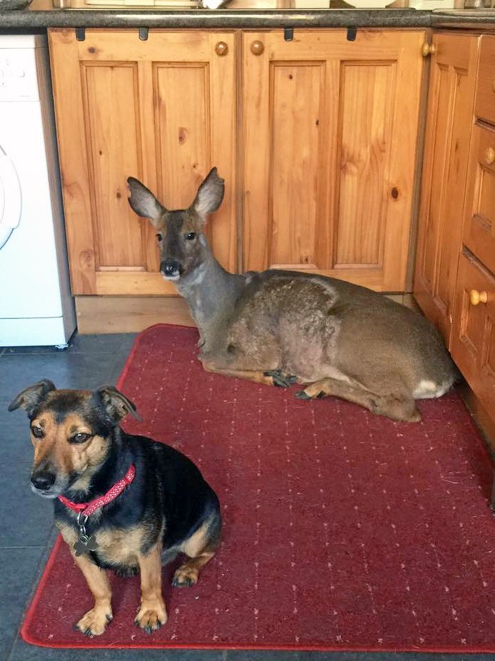 PET DEER