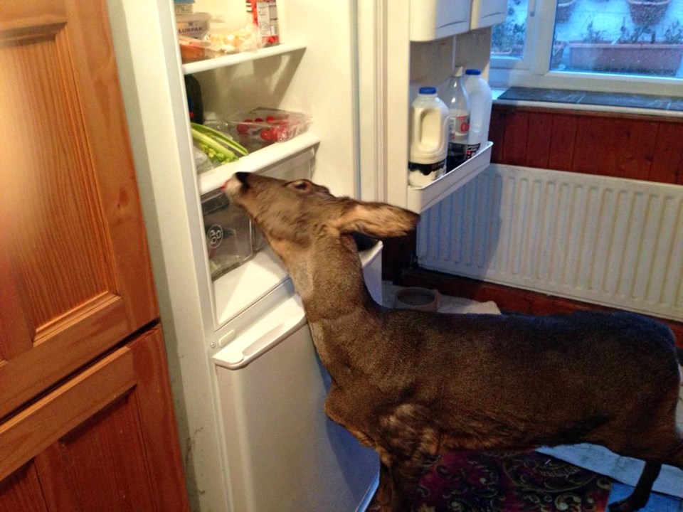 PET DEER