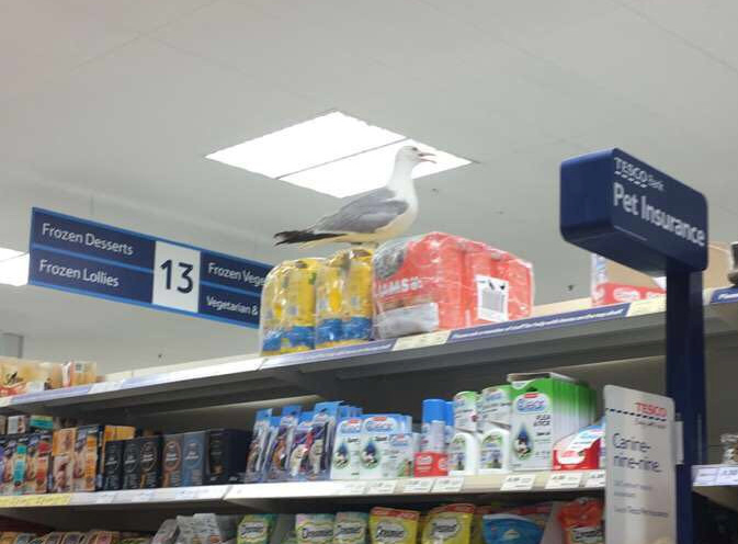 Birds have been in the store before but it has never had to close 