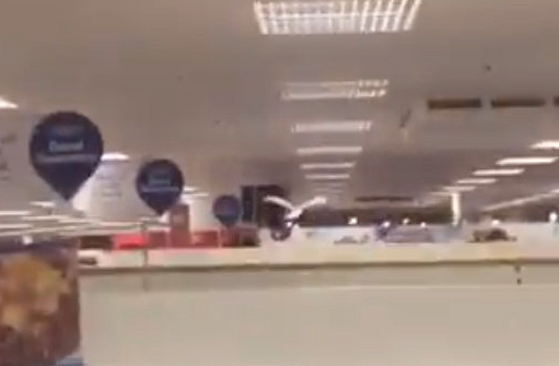 The woman who was attacked was left shaken by the seagull incident but not injured