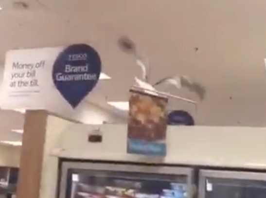 Shoppers and workers were forced out of the store for more than an hour so the bird could be removed