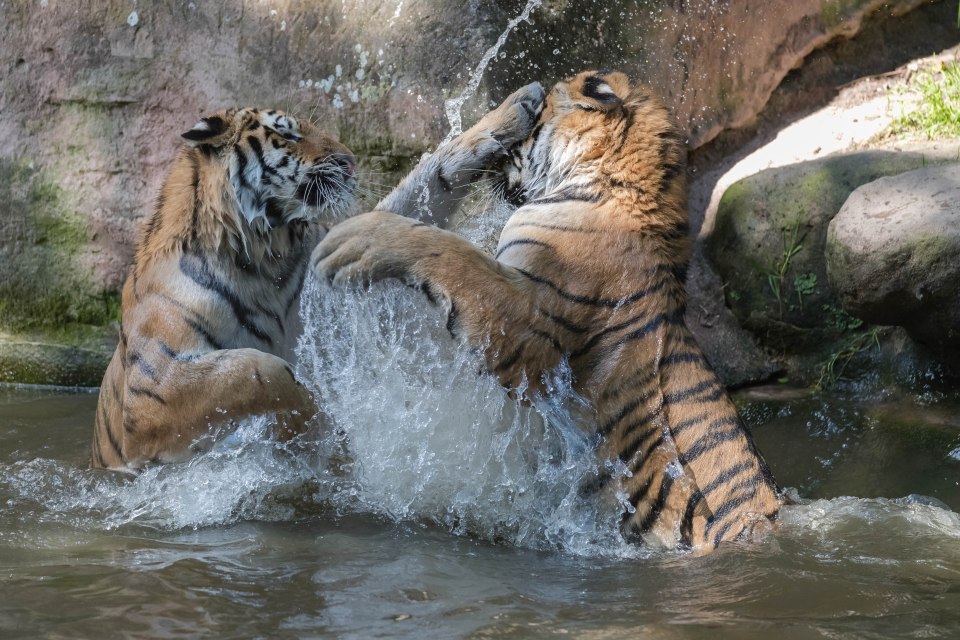The images looked even more dramatic because the action took place in a lake 